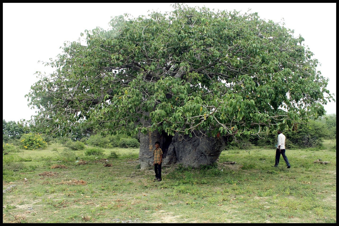 function/uploads/cultural/Boabab Tree, Pungudutivu.jpg